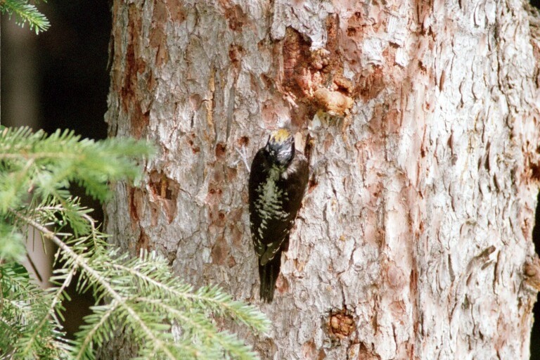 American Three-toed Woodpecker - ML620278017