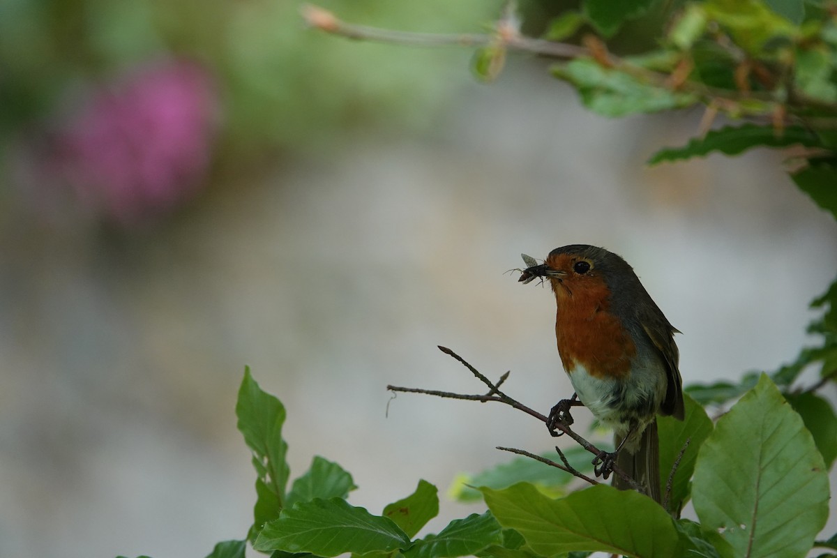 European Robin - ML620278022