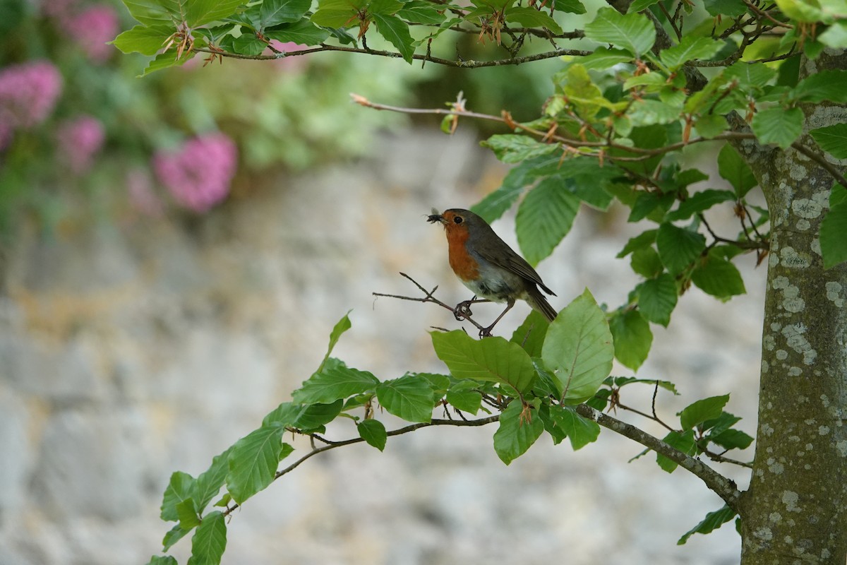 European Robin - ML620278023