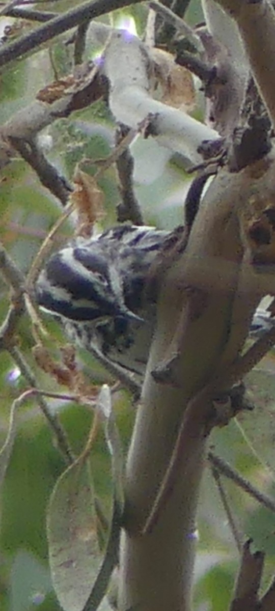 Black-and-white Warbler - ML620278027
