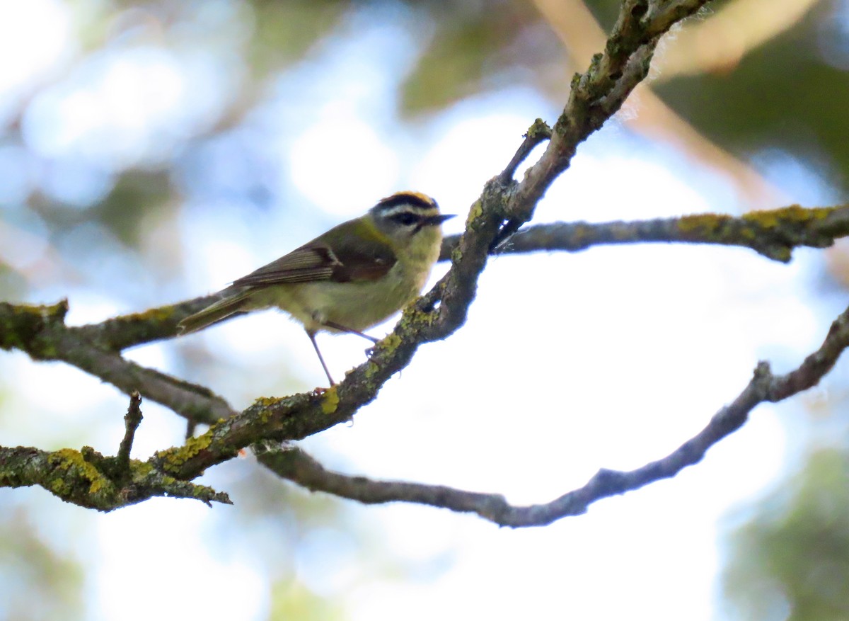 Common Firecrest - ML620278032