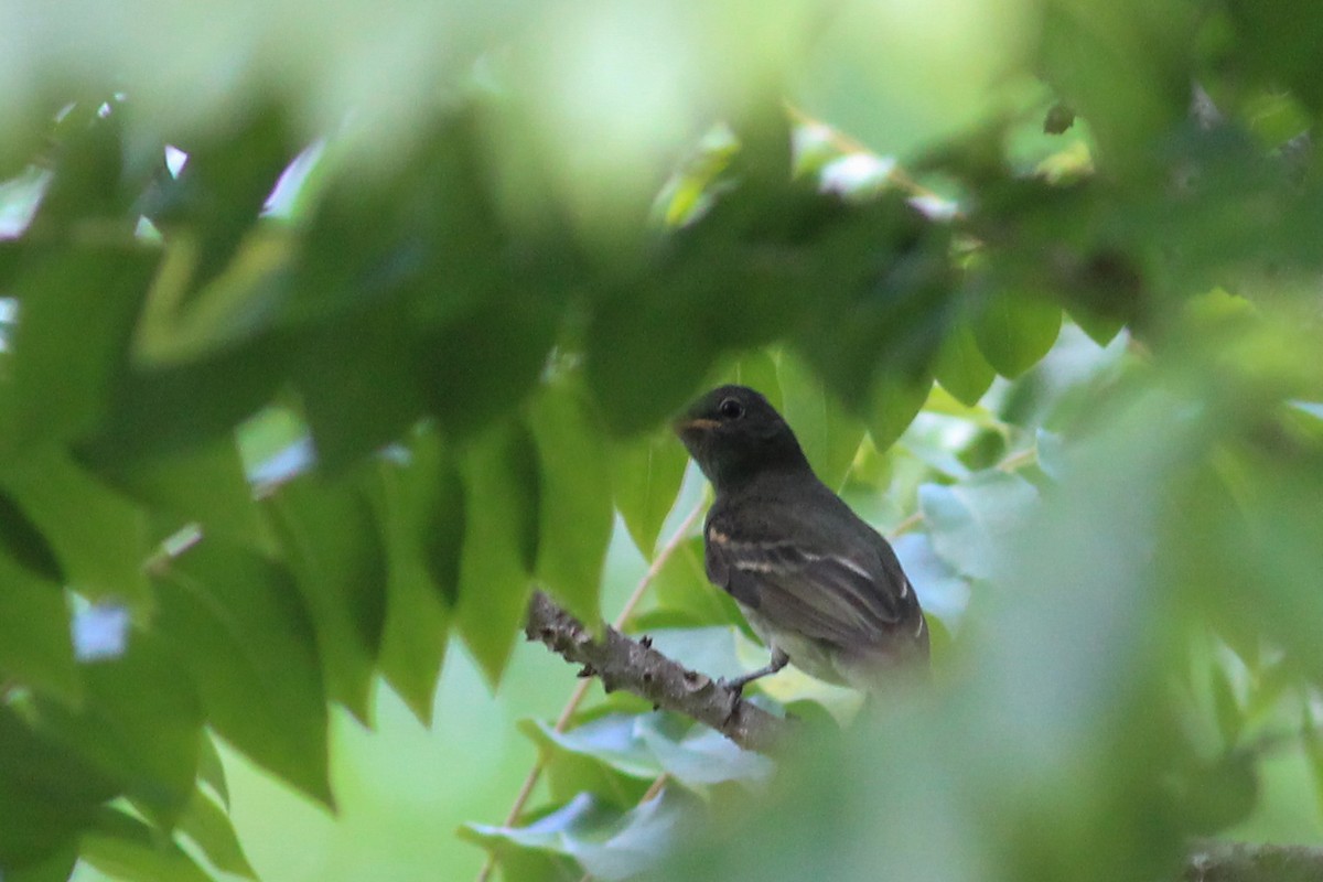 Slaty Elaenia - ML620278042