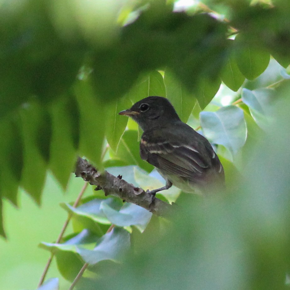 Slaty Elaenia - Yaudimar Bermúdez