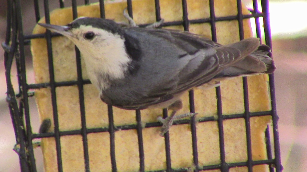 White-breasted Nuthatch - ML620278050