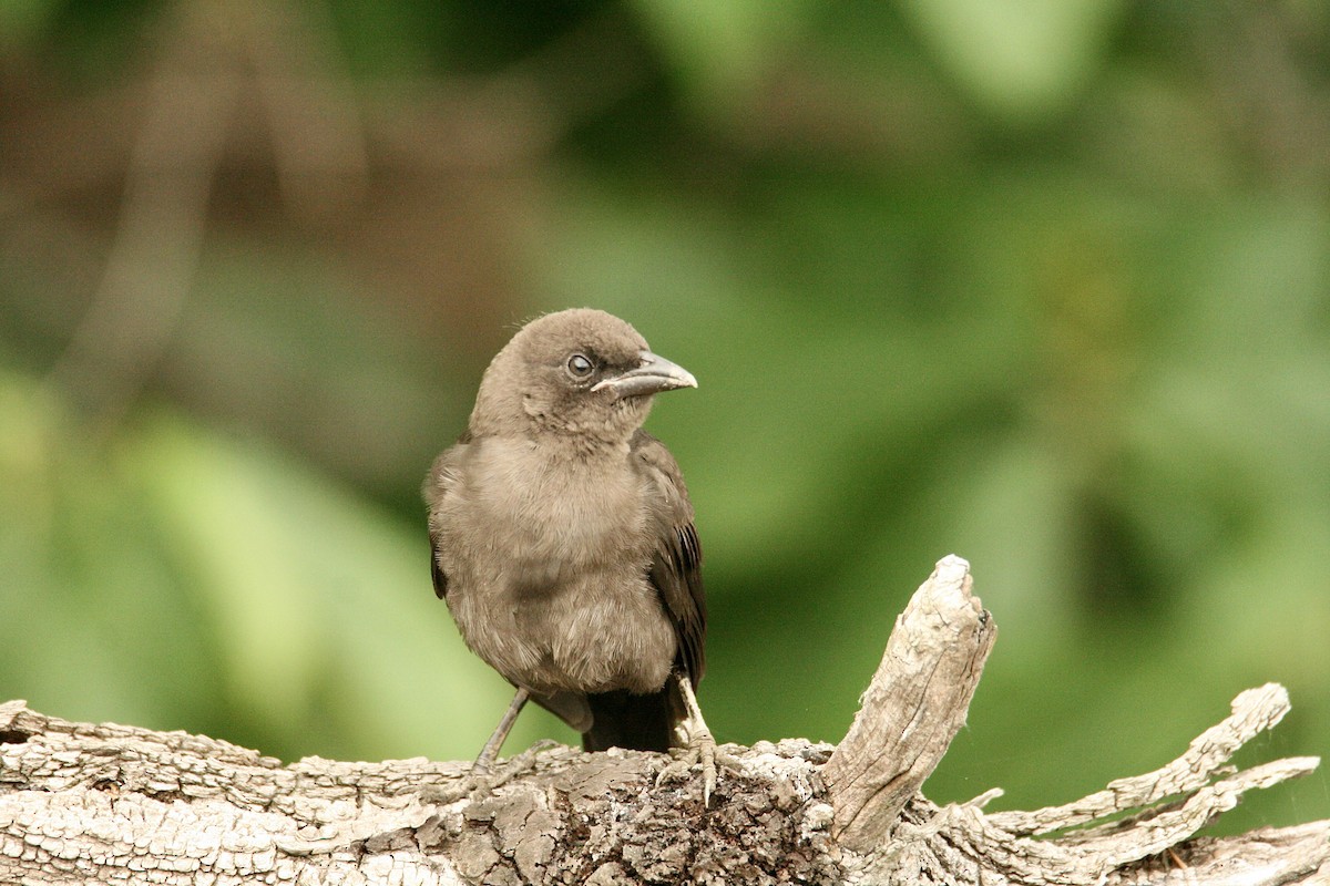 Common Grackle - ML620278052