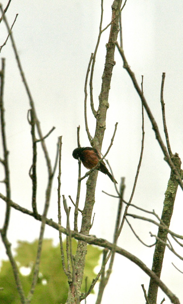 Orchard Oriole - ML620278058