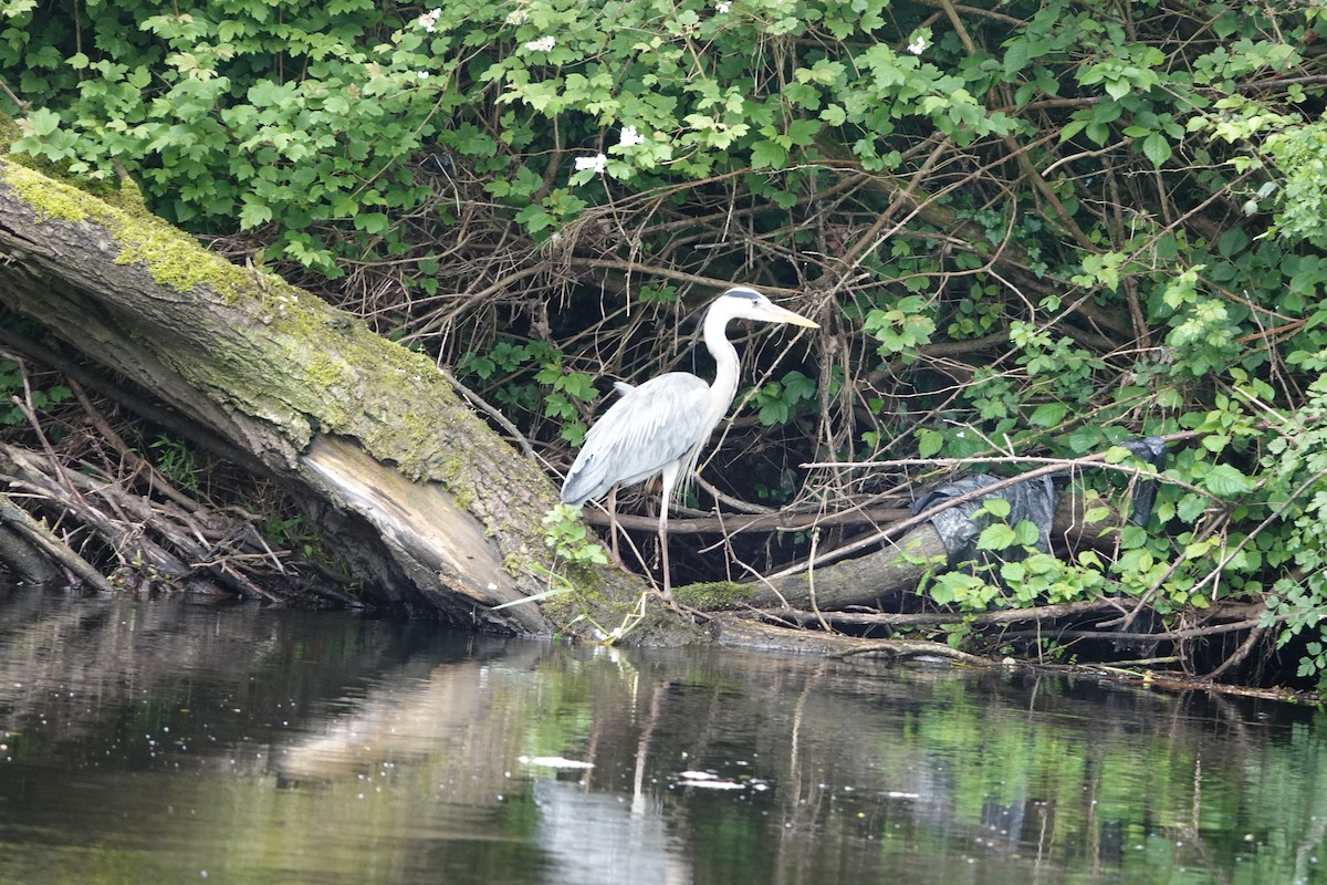 Gray Heron - ML620278059