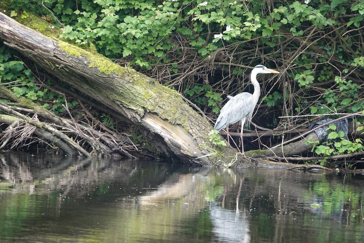 Gray Heron - ML620278061