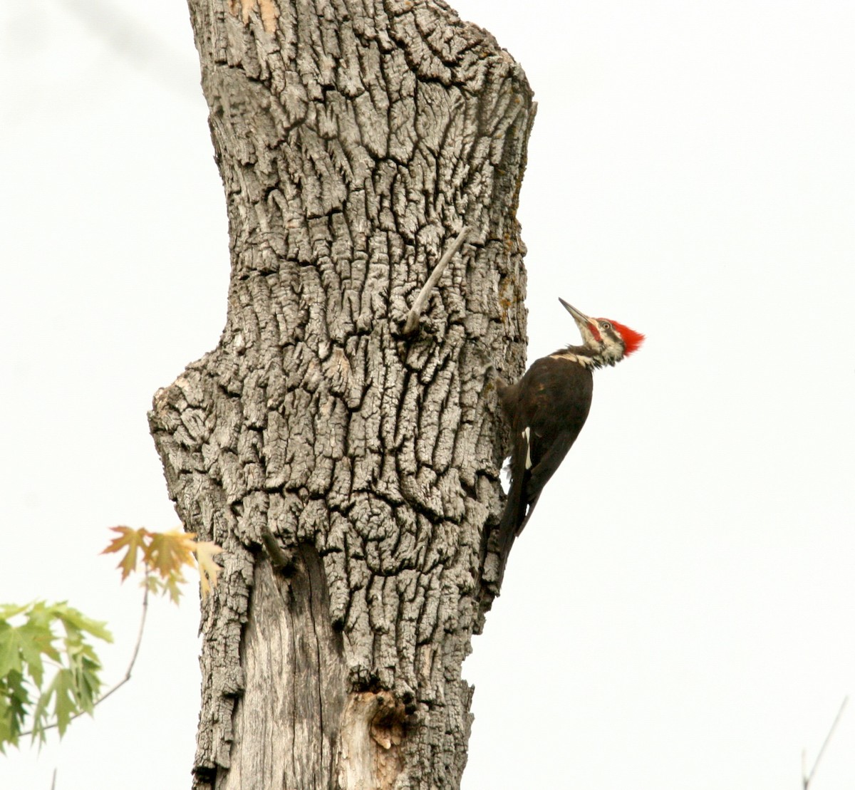Pileated Woodpecker - ML620278073