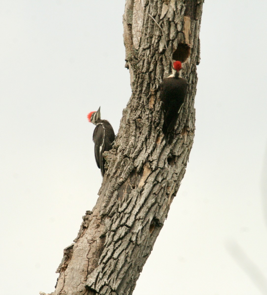 Pileated Woodpecker - ML620278074