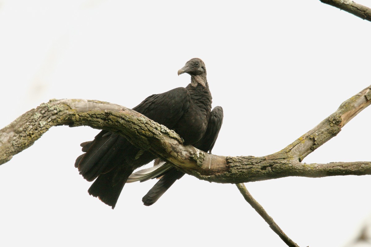 Black Vulture - ML620278075