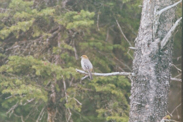 Pine Grosbeak - ML620278076