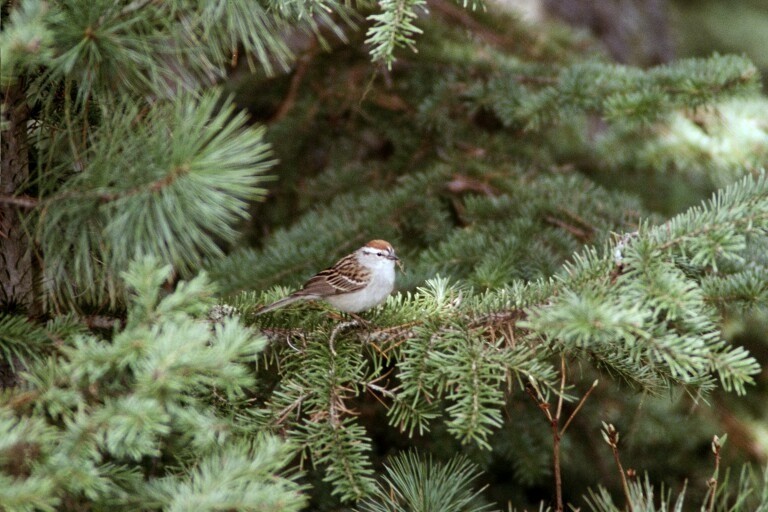 Chipping Sparrow - ML620278088
