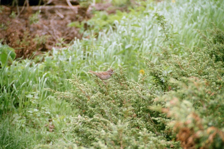 Song Sparrow - ML620278093