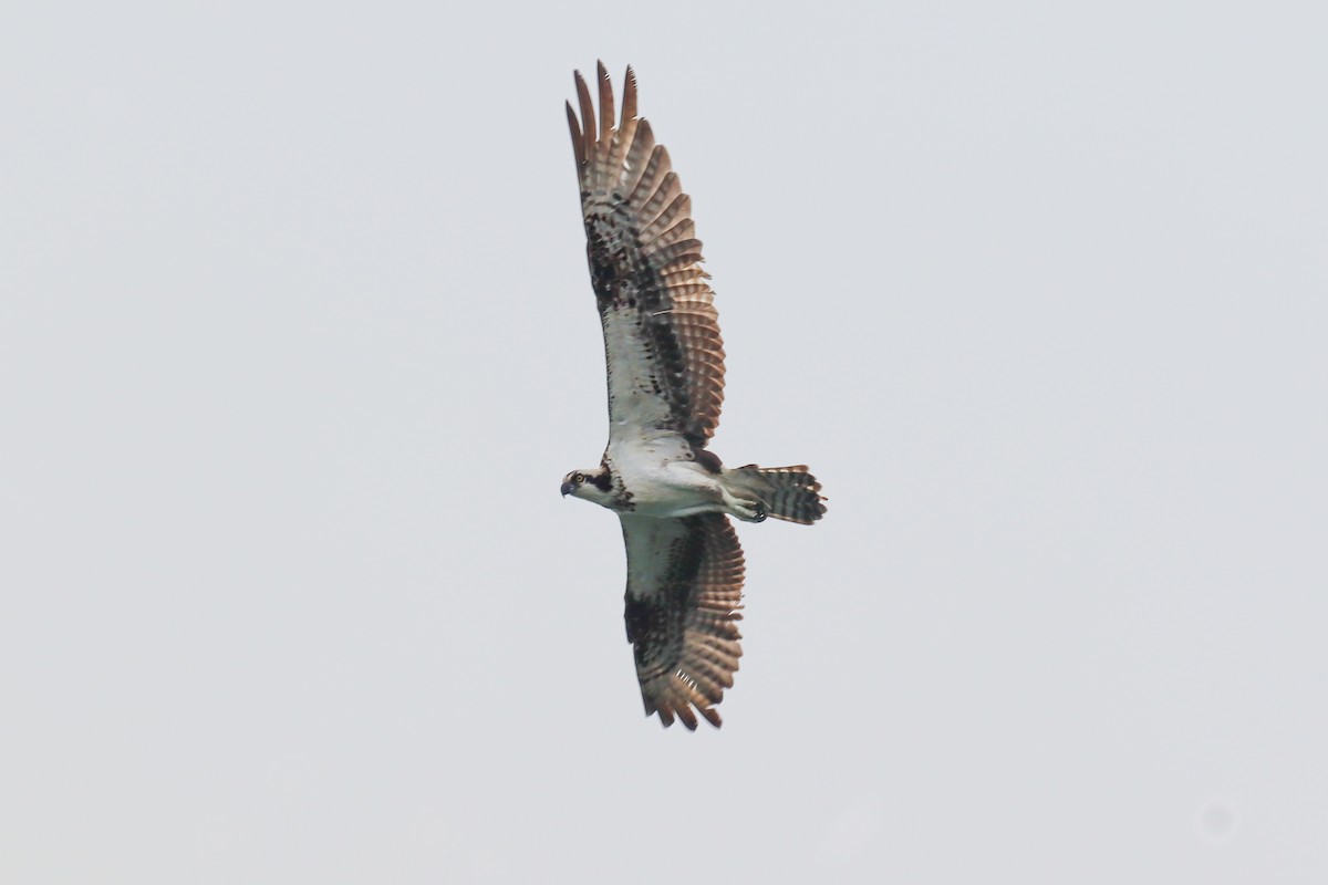 Balbuzard pêcheur - ML620278094