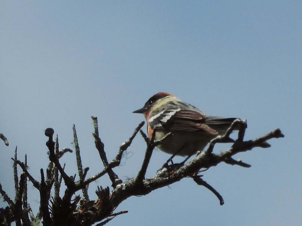 Bay-breasted Warbler - ML620278095