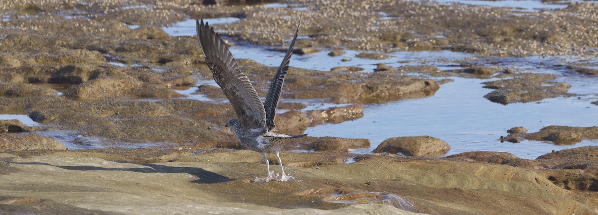 Kelp Gull - ML620278096