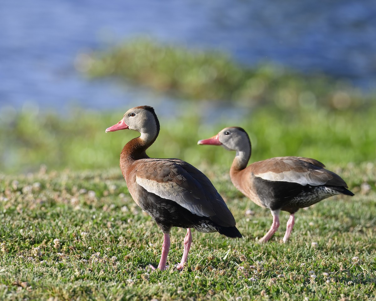 Black-bellied Whistling-Duck - ML620278100