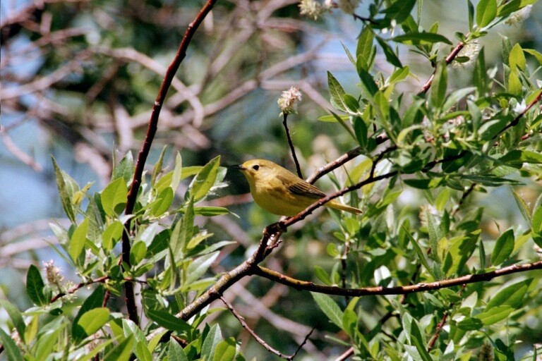 Yellow Warbler - ML620278102