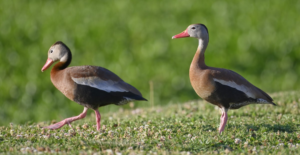 Black-bellied Whistling-Duck - ML620278105