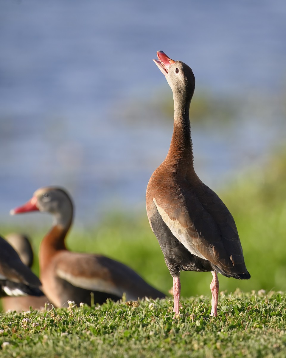 Black-bellied Whistling-Duck - ML620278110