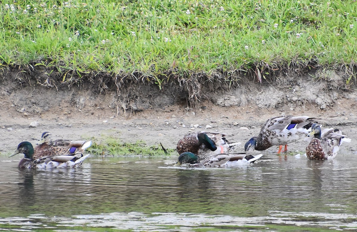 Canard colvert - ML620278113