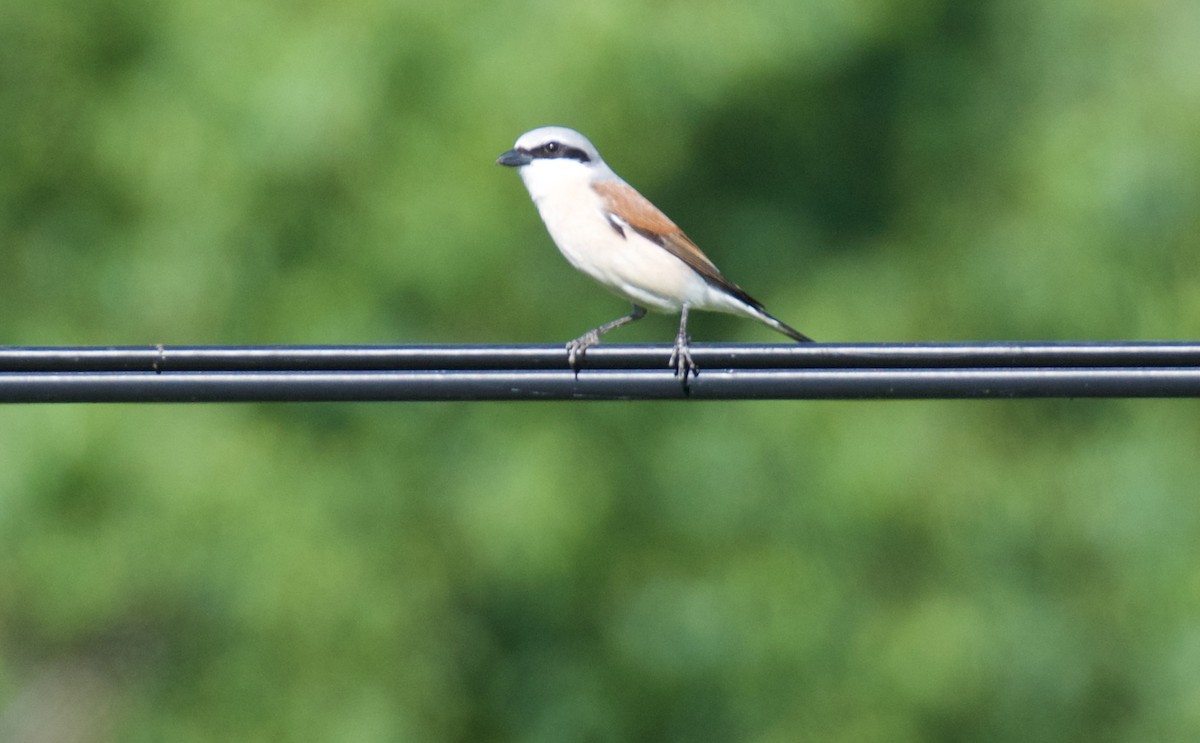 Red-backed Shrike - ML620278117