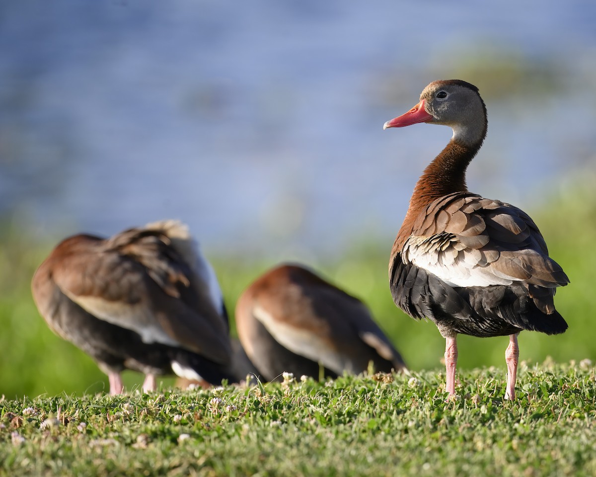 Black-bellied Whistling-Duck - ML620278118