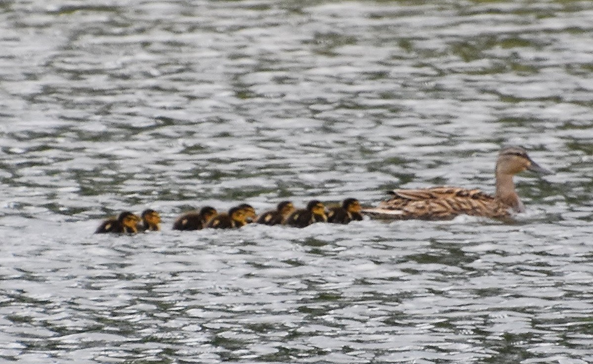 Canard colvert - ML620278119