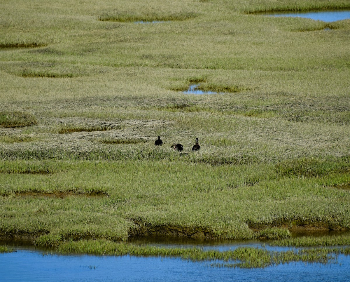 American Black Duck - ML620278121