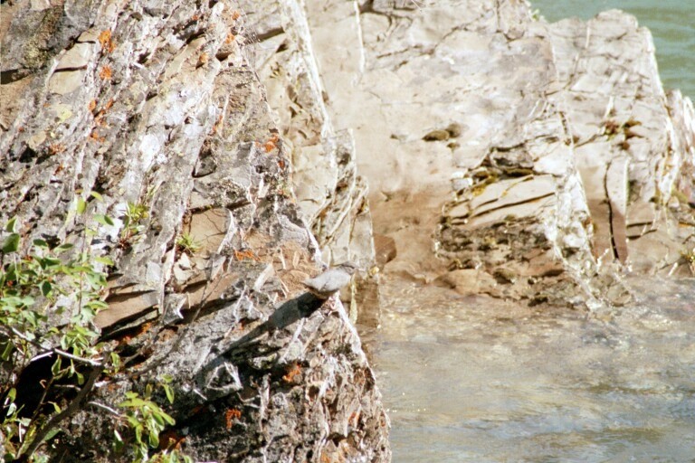 American Dipper - ML620278122