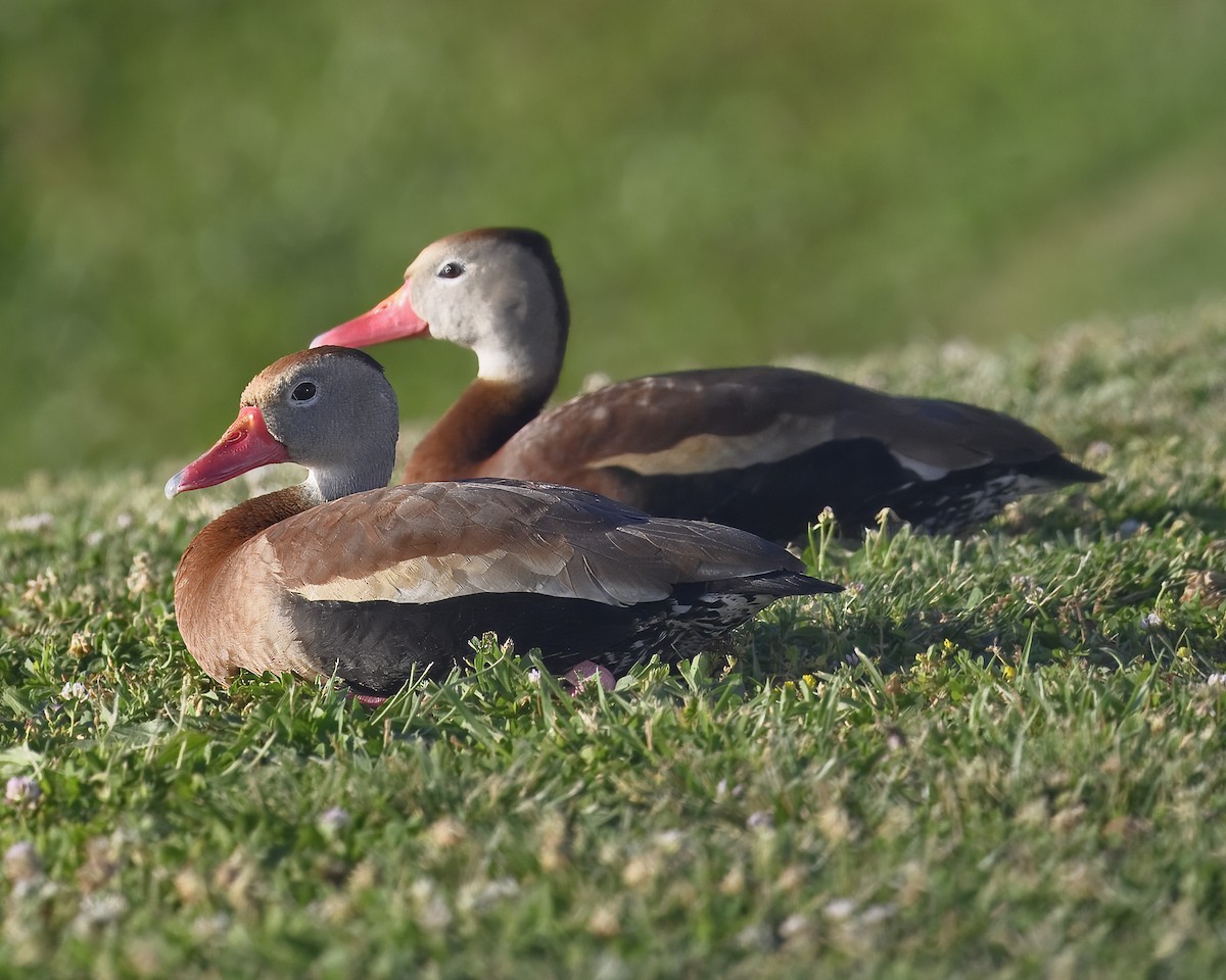 Black-bellied Whistling-Duck - ML620278123