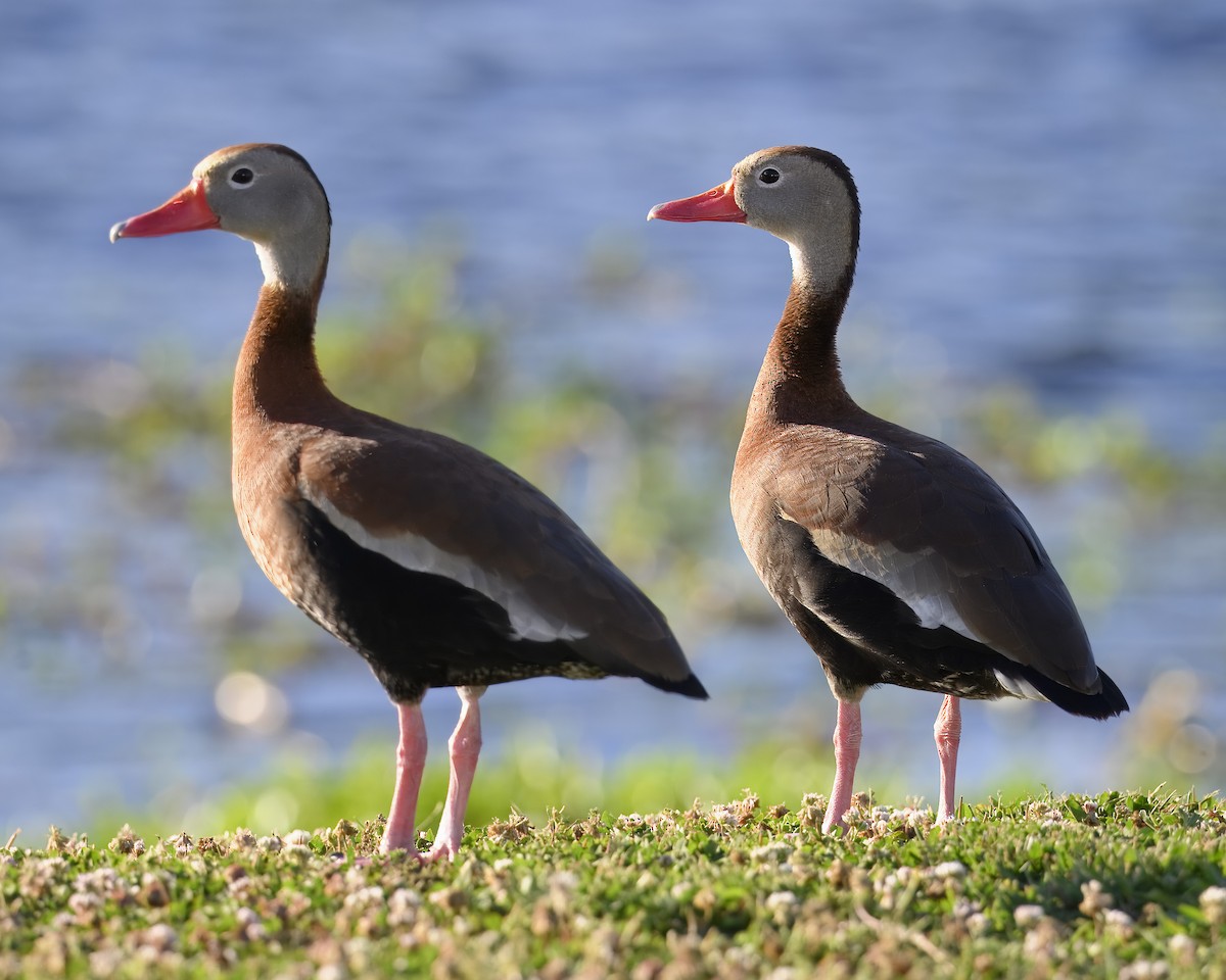 Black-bellied Whistling-Duck - ML620278124