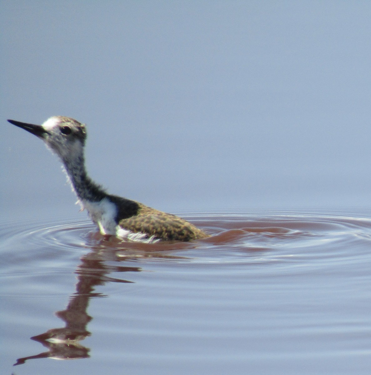 Black-necked Stilt - ML620278125