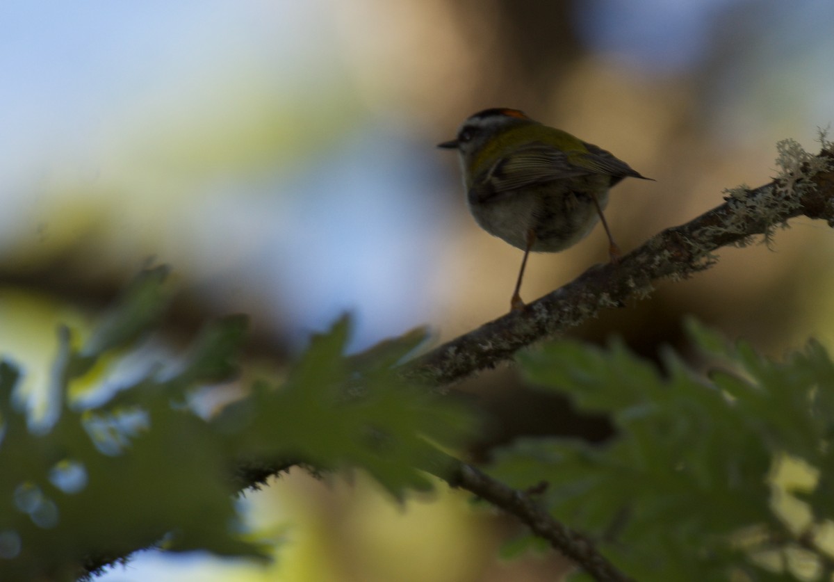 Common Firecrest - ML620278128