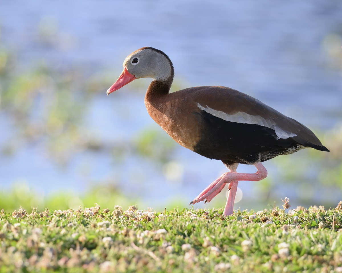 Black-bellied Whistling-Duck - ML620278133