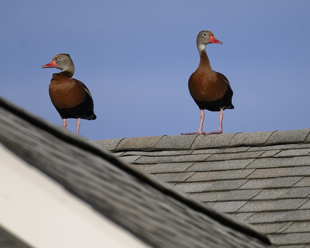 Black-bellied Whistling-Duck - ML620278134