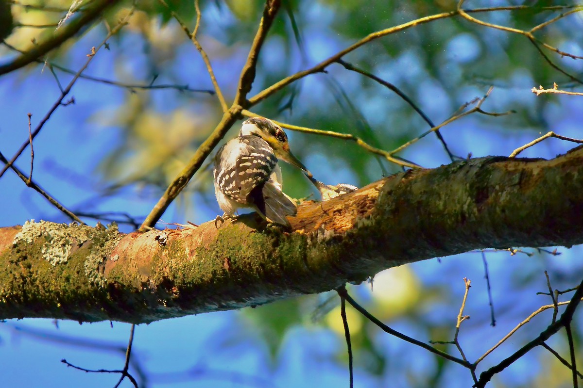 Hairy Woodpecker - Seth Honig
