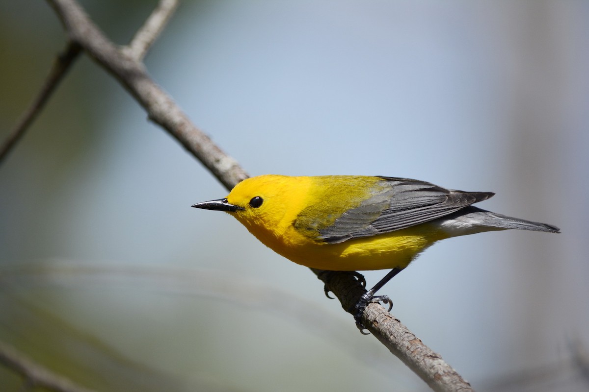 Prothonotary Warbler - ML620278160