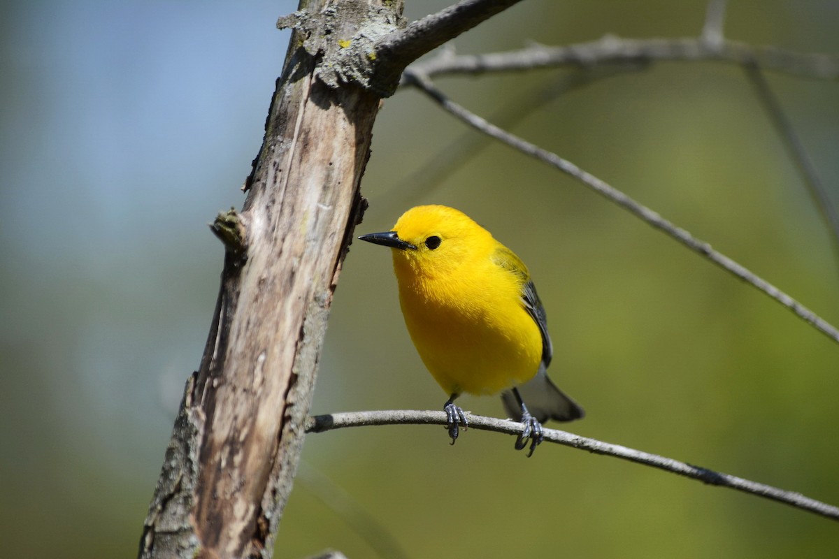 Prothonotary Warbler - ML620278162