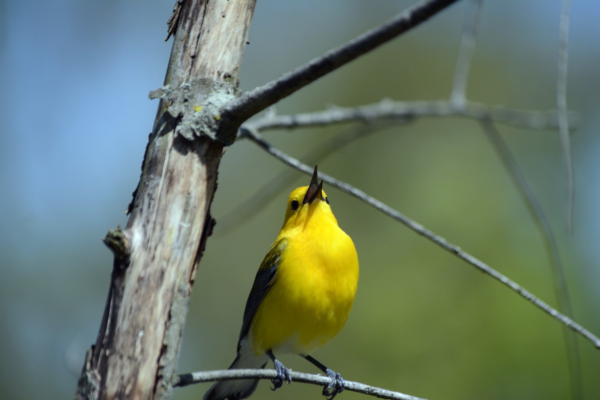 Prothonotary Warbler - ML620278164