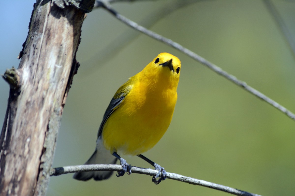 Prothonotary Warbler - ML620278171