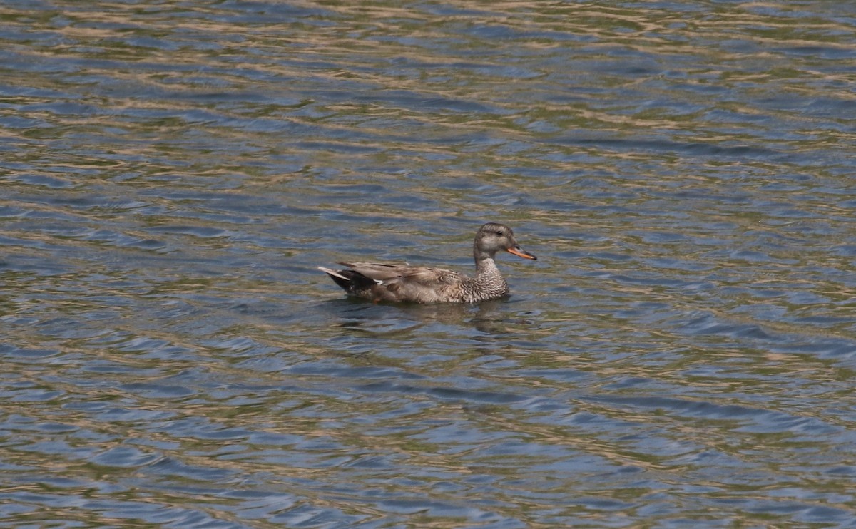 Canard chipeau - ML620278172