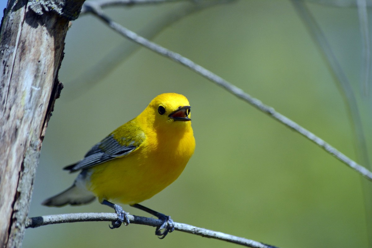 Prothonotary Warbler - ML620278175