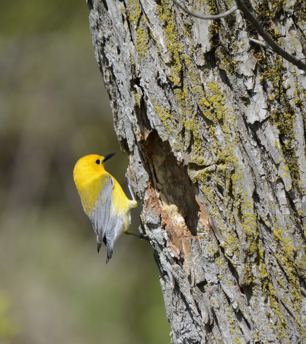 Prothonotary Warbler - ML620278178