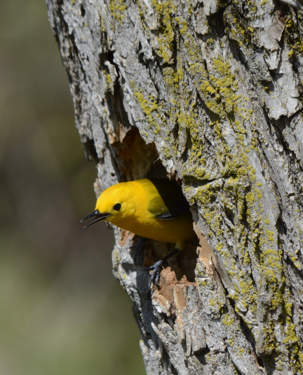 Prothonotary Warbler - ML620278180