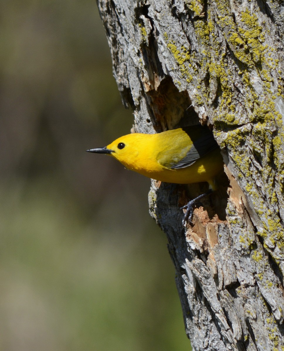 Prothonotary Warbler - ML620278182
