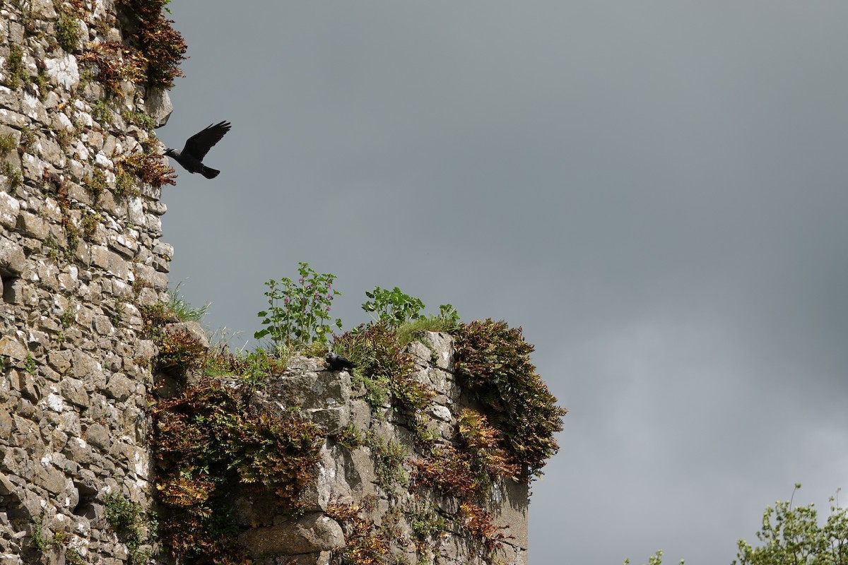 Hooded Crow - ML620278186