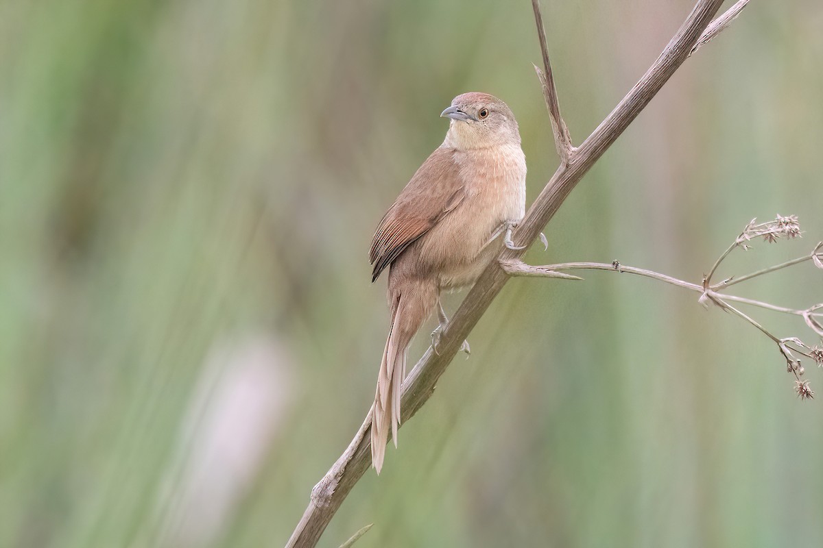 Freckle-breasted Thornbird - ML620278191