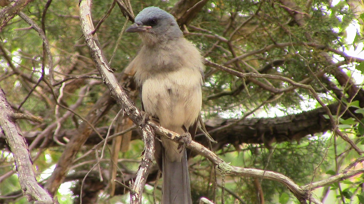 Mexican Jay - ML620278193